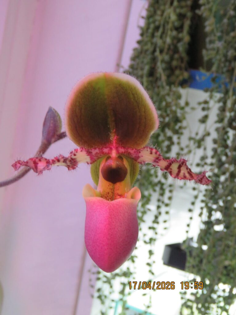 Where are the 3 petals and 3 sepals on paphiopedilium orchids?