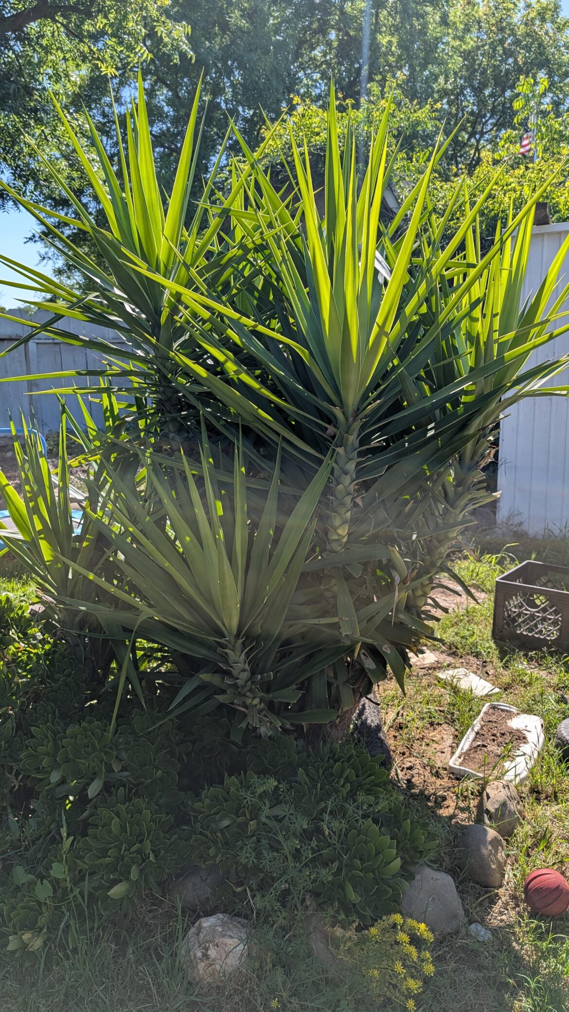 Is it possible to move this yucca tree?