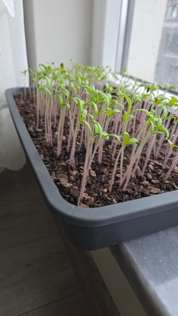 When should I move them to bigger pots?