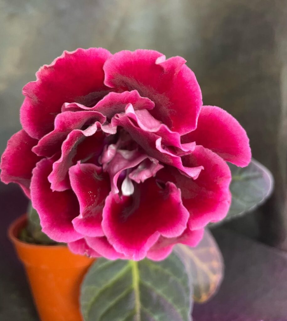 Sinningia Speciosa Bristol’s Love Potion. I have various Sinningia tubers available to trade for micro Sinningia or for sale. Contact me for details