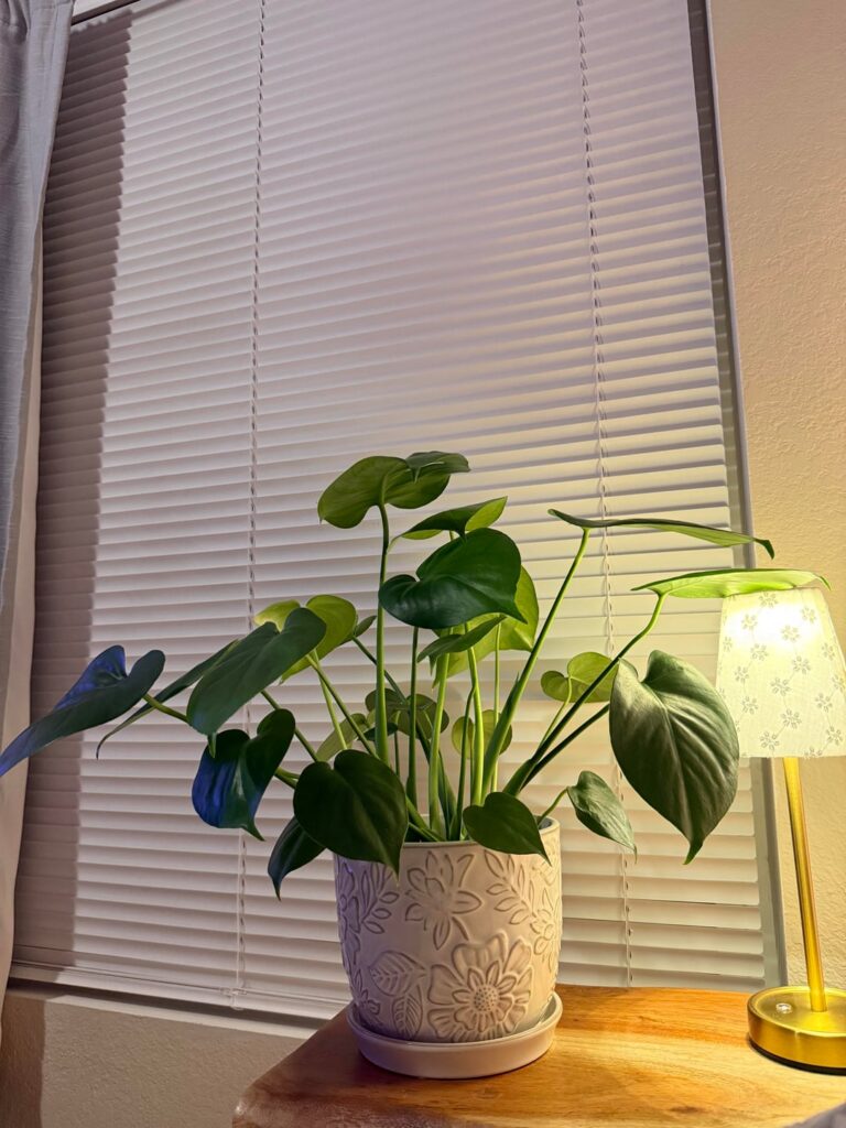 Monstera- advice