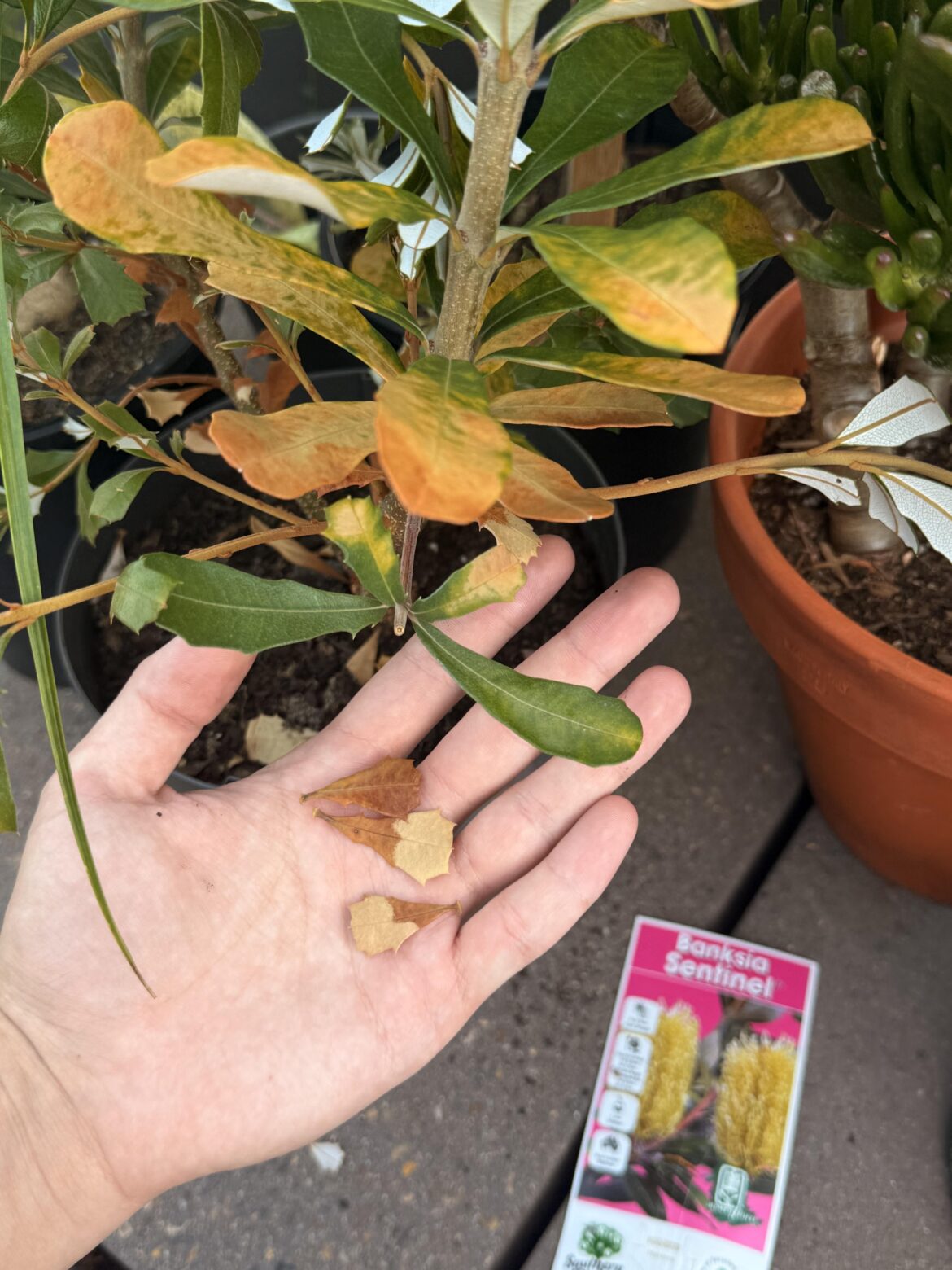 Any ideas with what’s troubling this Banksia? Any ideas with what’s troubling this Banksia?