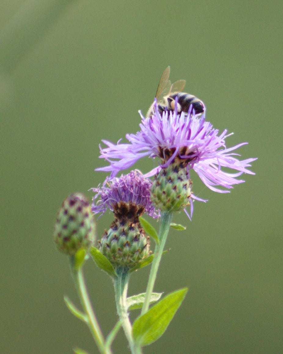 close up of brown knapweed with a bee and green blurred background