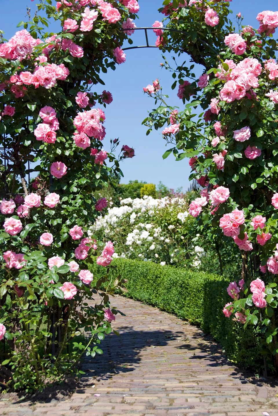 Gate of Pink Roses - garden arch