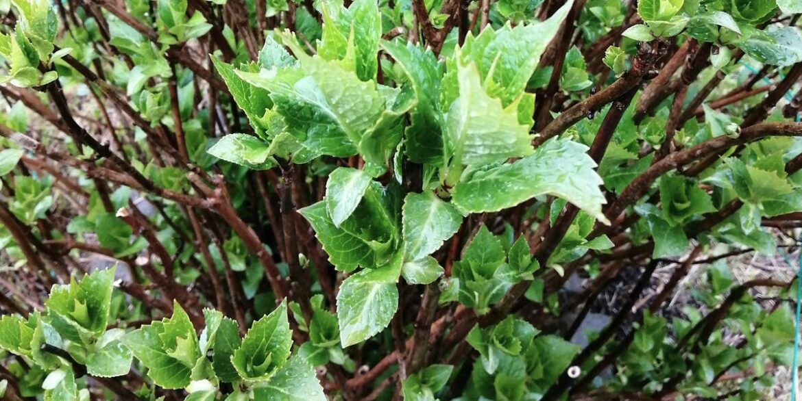 This 10-Second “Bark Test” Reveals If Your Plant Is Dead or Just Dormant