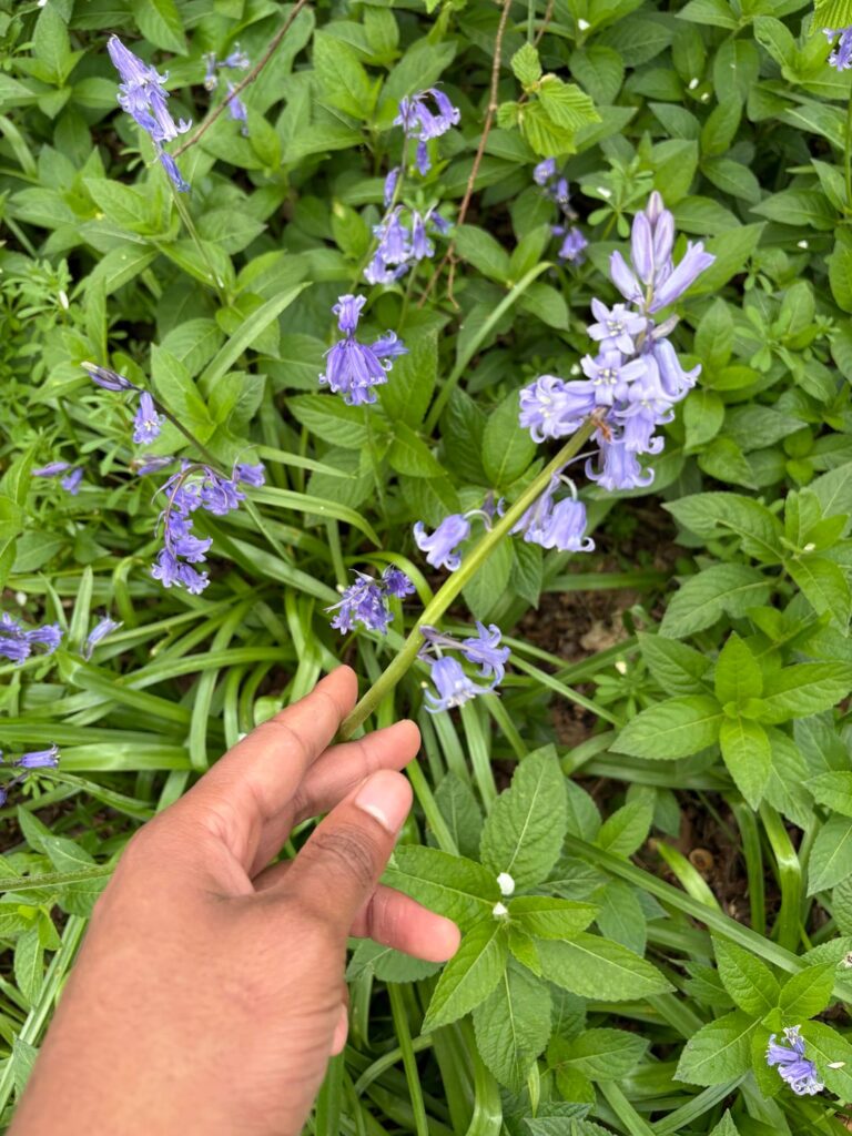 Bluebell hybrid?