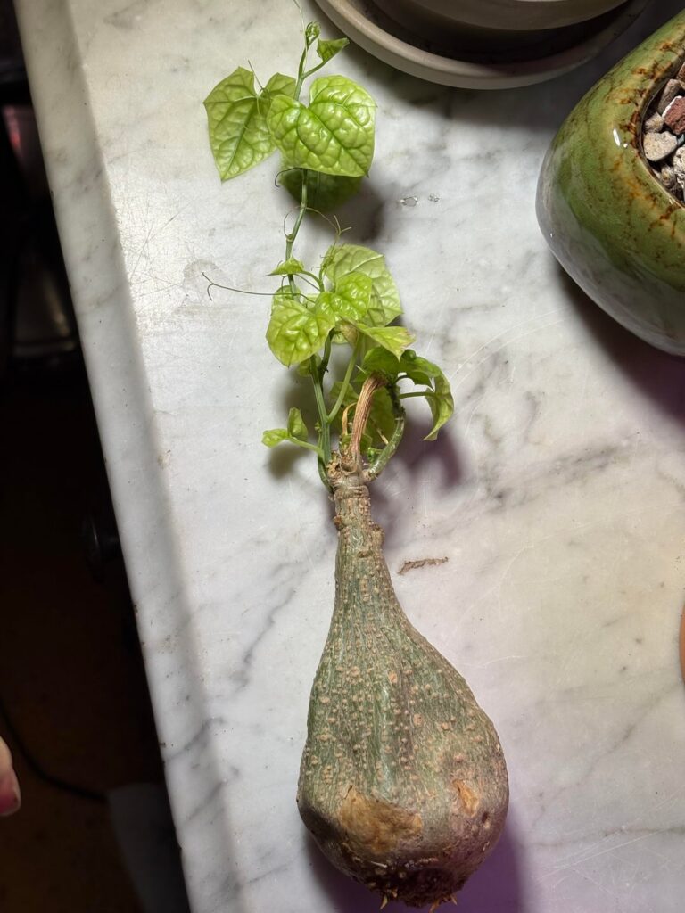 I’ve got roots!