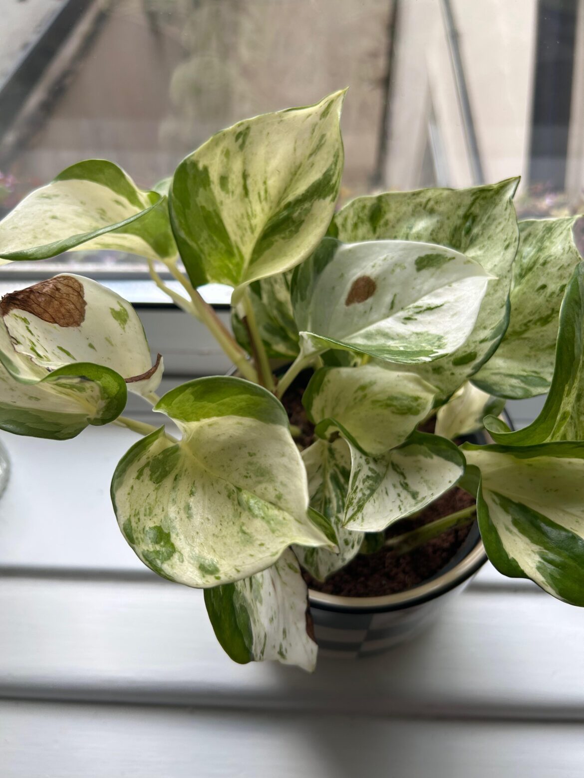 Why is my Pothos turning brown ? Why is my Pothos turning brown ?