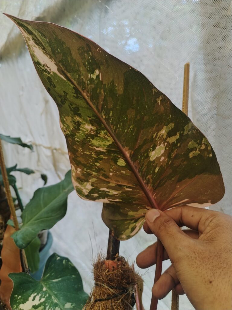 Philodendron Dark Lord Variegated Marble Variegation