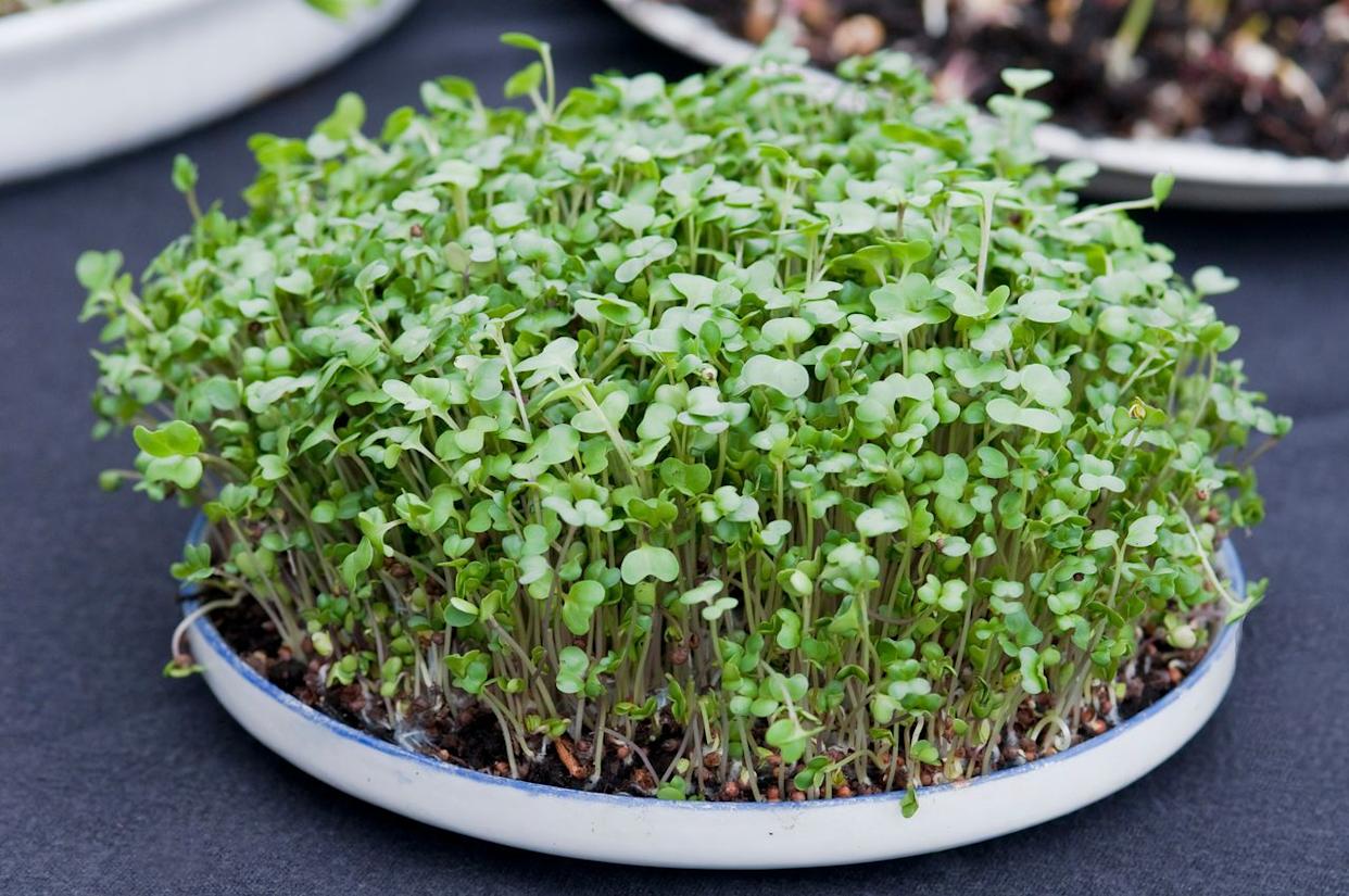 Credit: Lynn Karlin