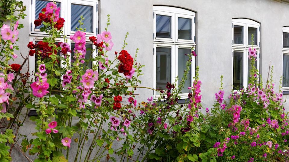Beautiful colourful hollyhocks Alcea rose flower bloom at the window of the village house.