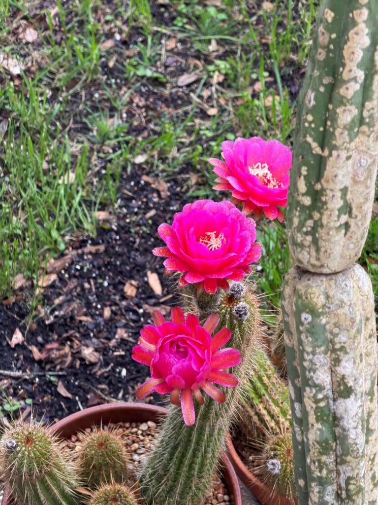 Still blooming