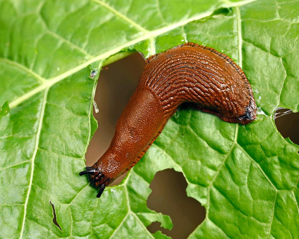 slug, arion vulgaris eating a lettuce leaf in the garden, snails damage leaves in the vegetable patch, pest on home-grown vegetables.
