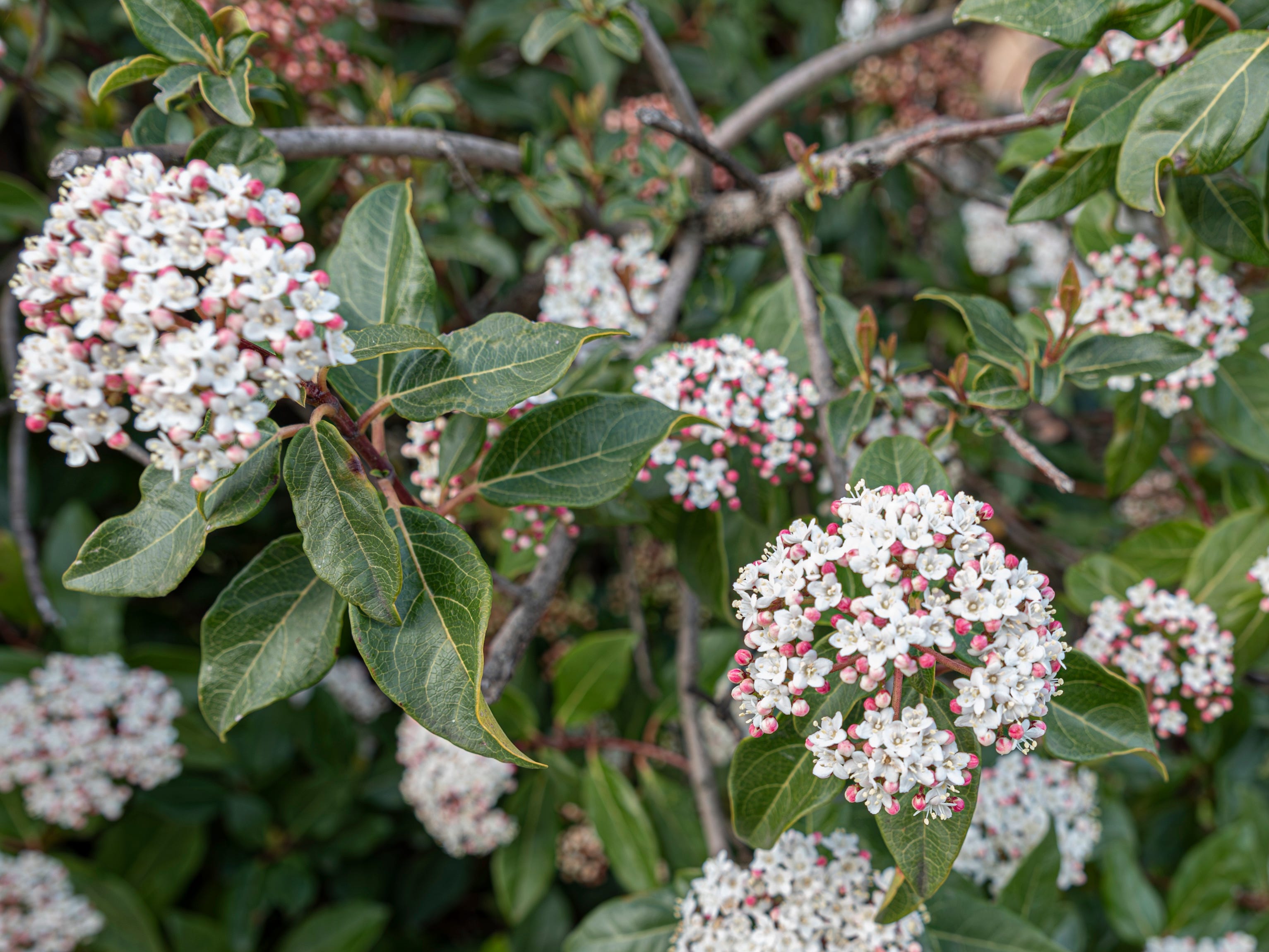 shrubs that thrive in pots