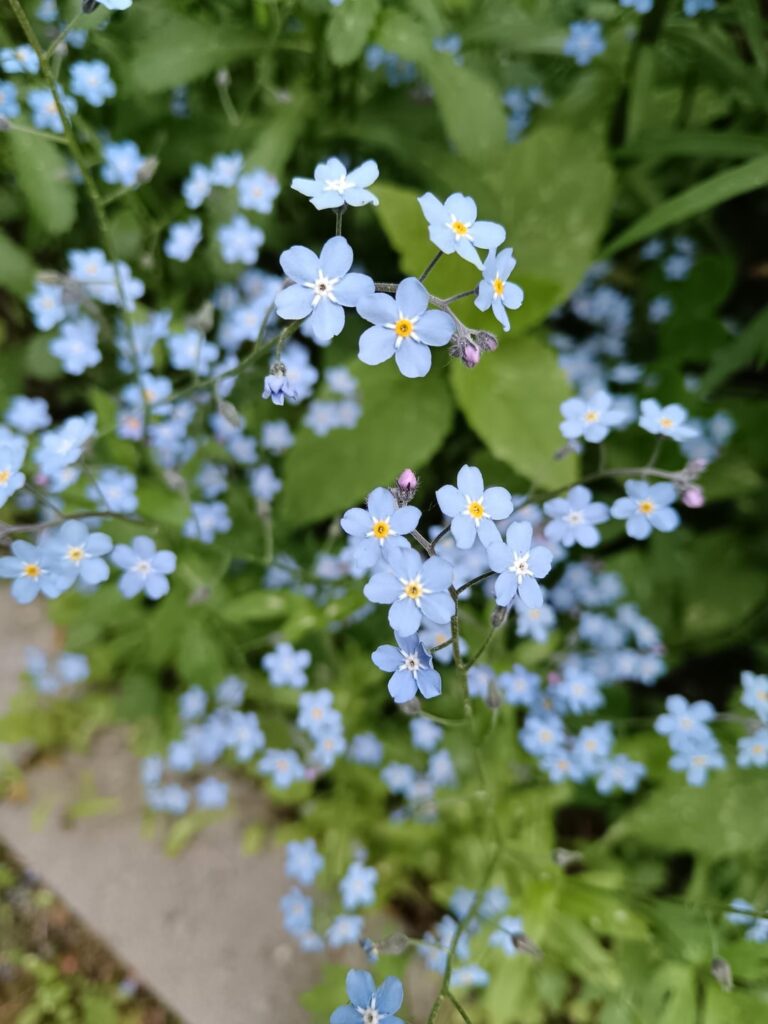 Blue flowers 🪻