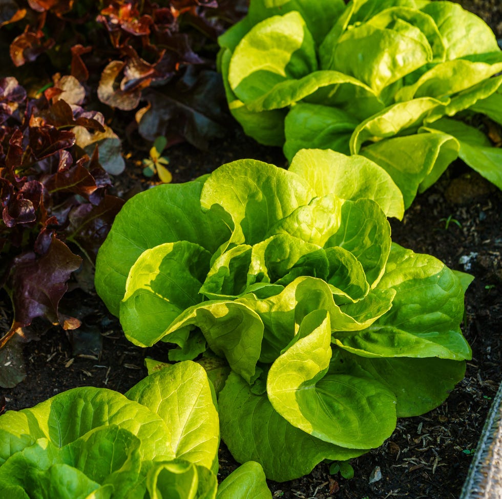 5 vegetables you should plant in small spaces lettuce growing outside