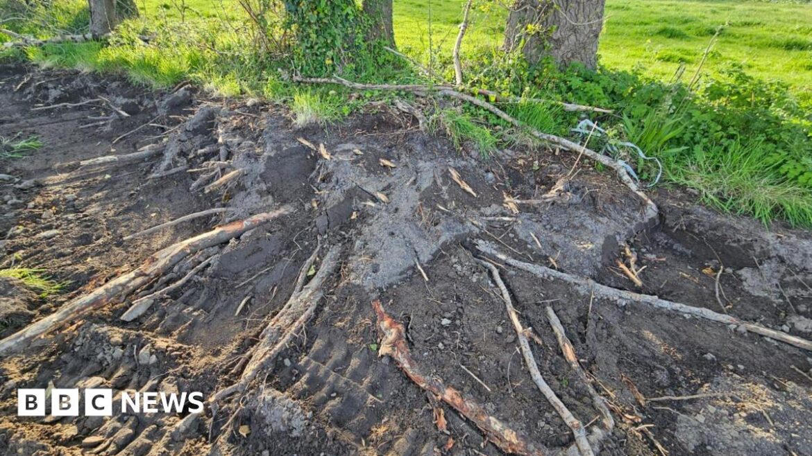 Tree roots sticking out of the ground. Some of them are damaged. There is green grass at the top of the image and two trees coming out of the ground.