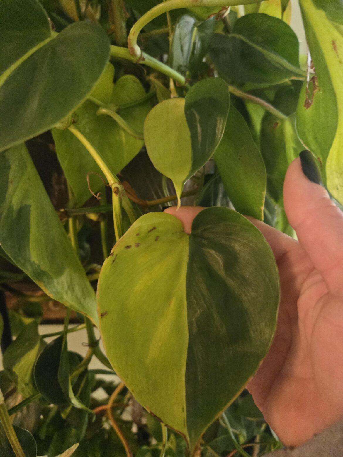 I got 2 half moon growing on my Brasil 🇧🇷 💚