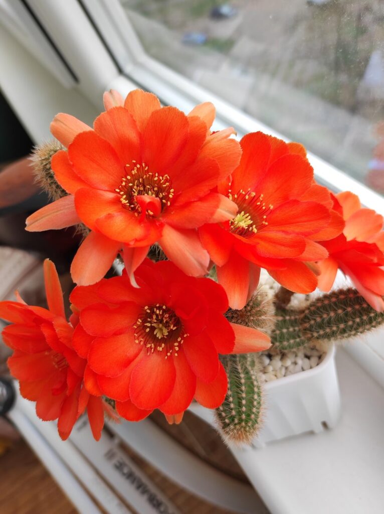 Blooming