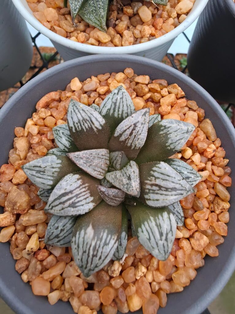 H.Umber G.M.star starting to split.