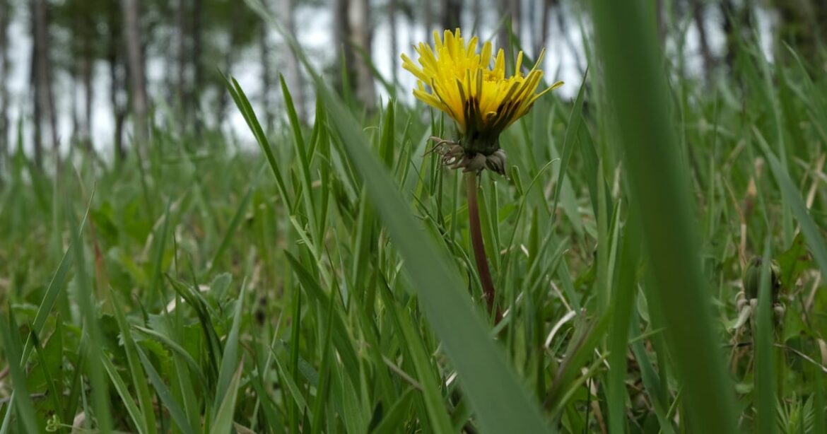 With snow nearly melted, be prepared as dandelions arrive