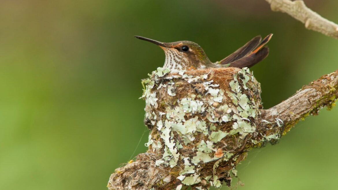 How to Grow Temple of Bloom Seven-Son Flower for Hummingbirds Hummingbird in a nest