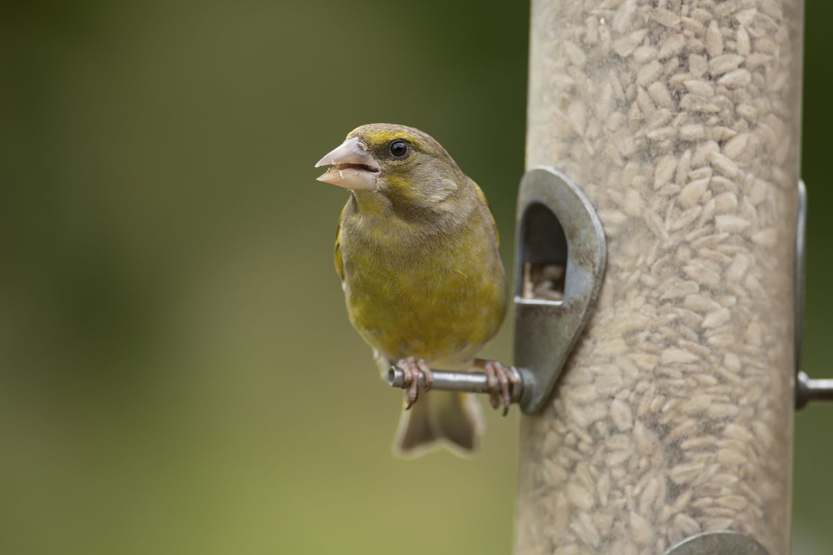 A picture of greenfinch at a bird feeders
