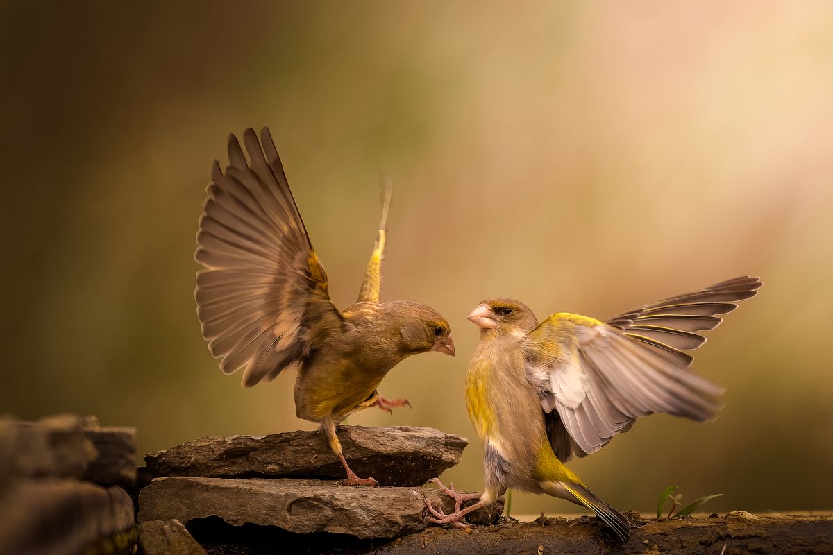 A picture of Greenfinch