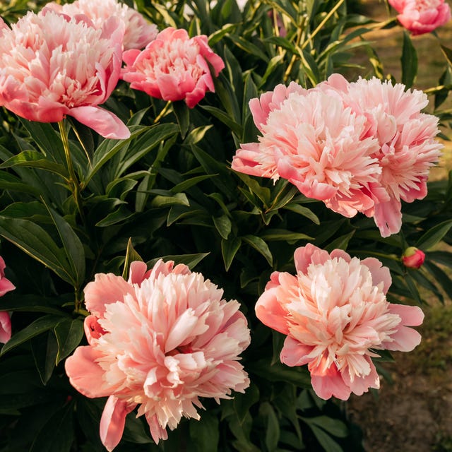 Beautiful pink peonies blooming in summer garden is it okay to pick someone elses flowers- Beautiful pink peonies blooming in summer garden
