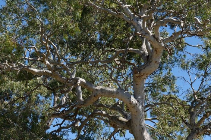 The top of a large tree.
