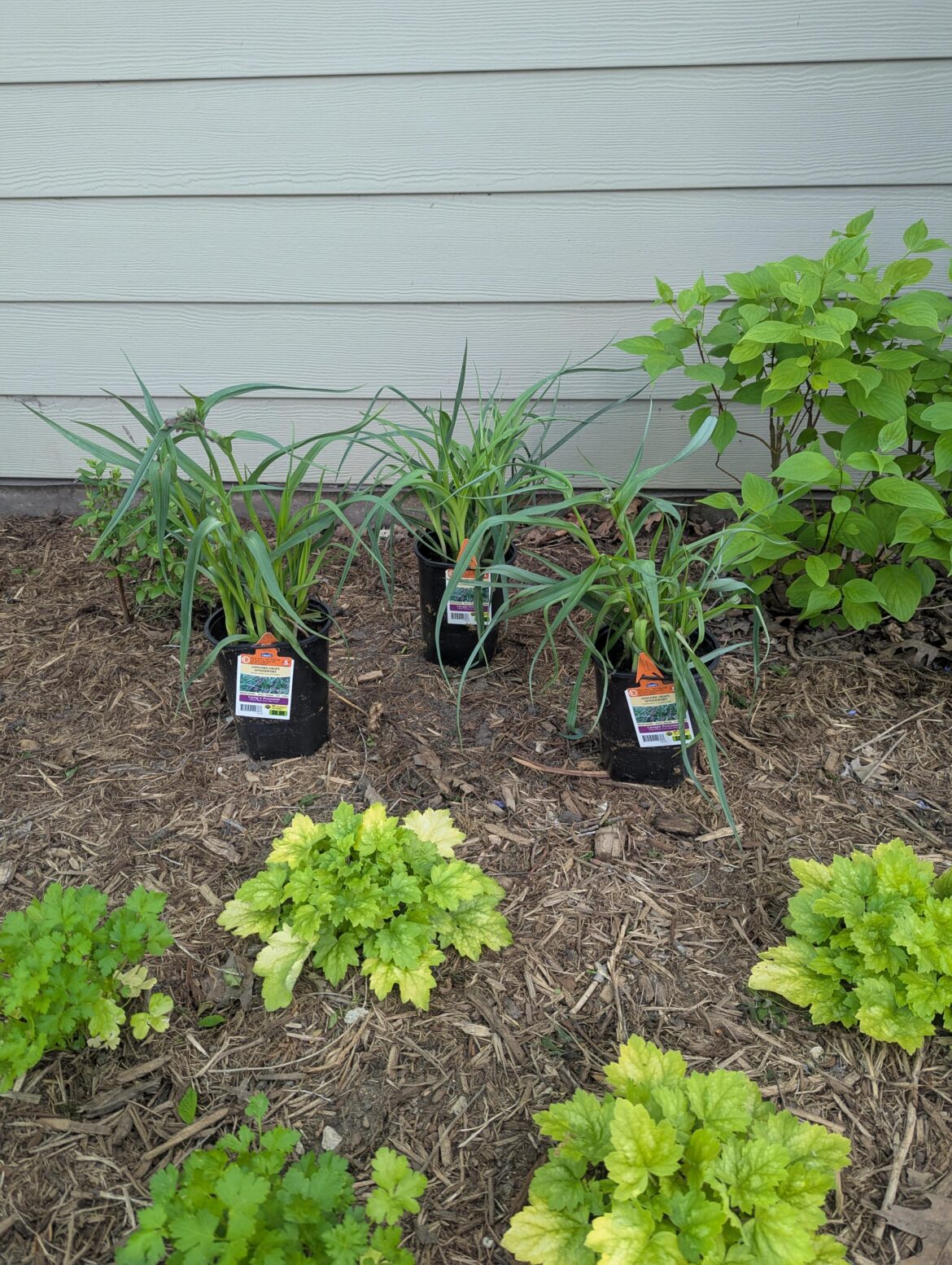 Lowe's is Selling Ohio Spiderwort!