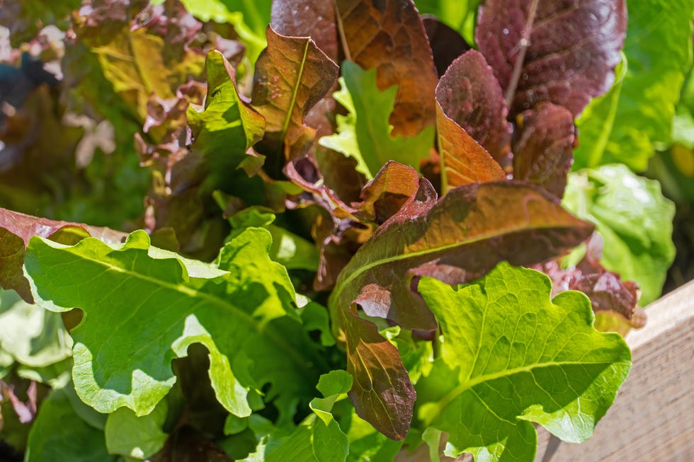 Loose Leaf Lettuce