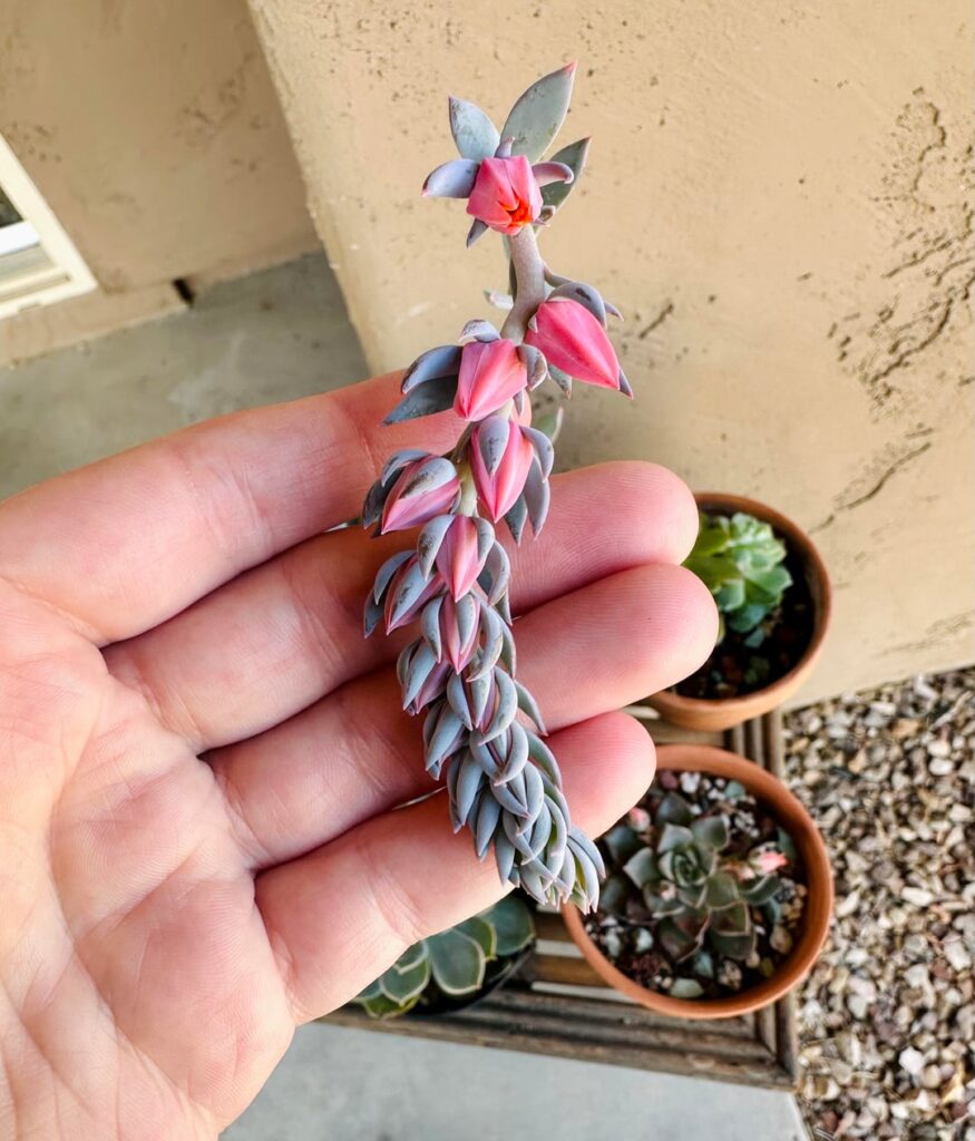 Slowly starting to bloom!