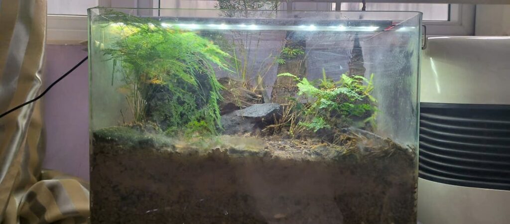 my Terrarium [2 years old]