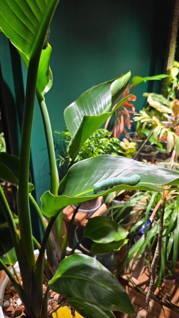 HELP pest eating my bird of paradise plant help me identify!!!!