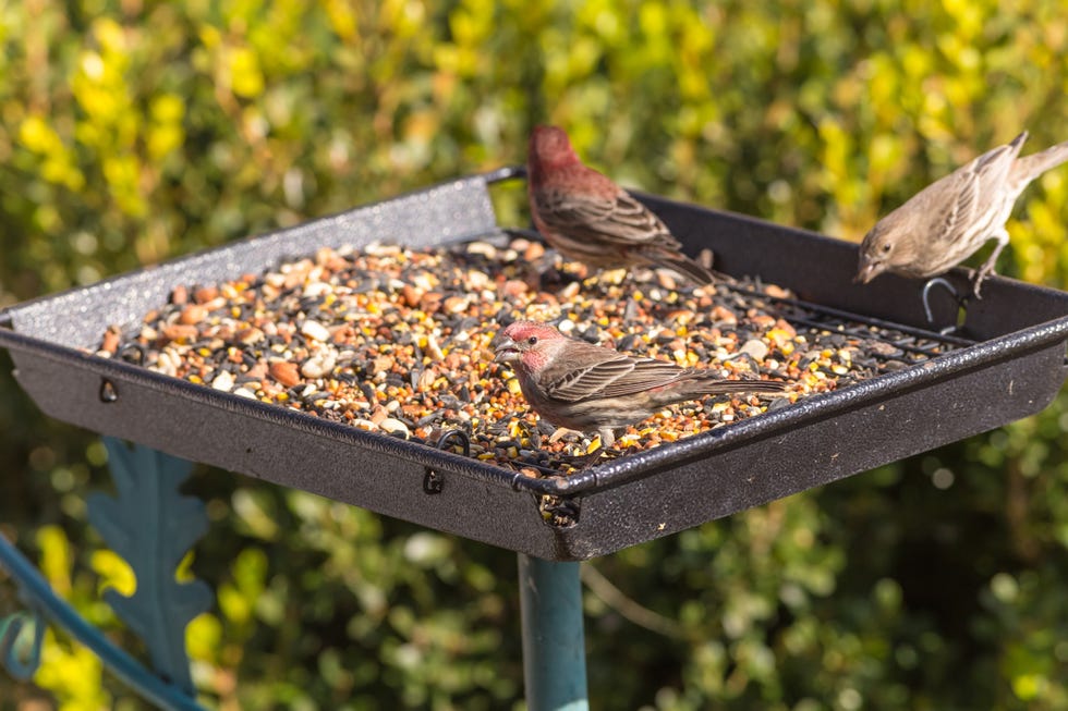 platform bird feeders are excellent choice for wide variety of birds. house finches, males and female, on feeder. platform bird feeders are excellent choice for wide variety of birds. house finches, males and female, on feeder.