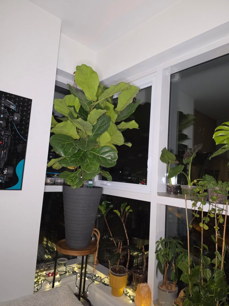 Please Help with Repotting