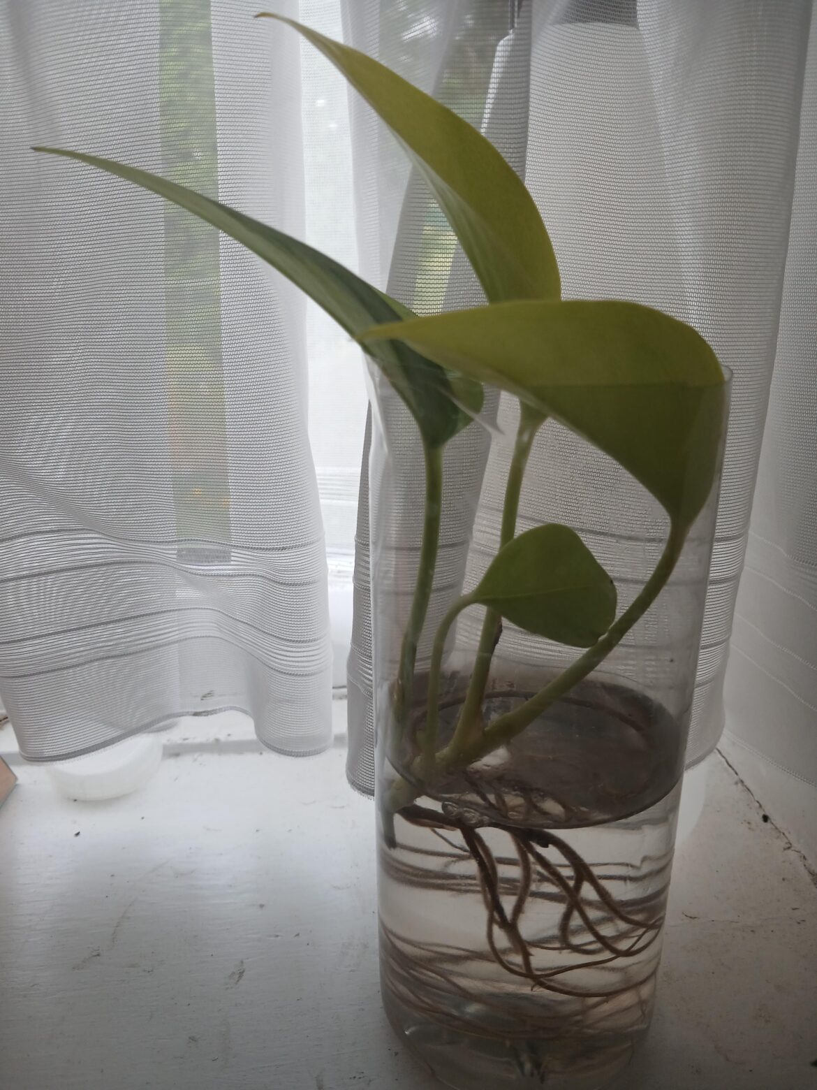 Can I put this in soil?