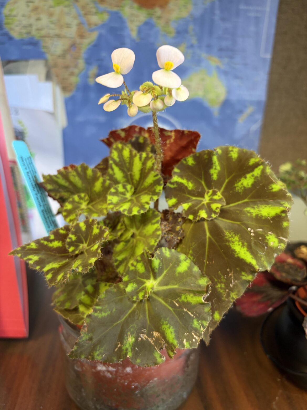 Look at this dork blooming