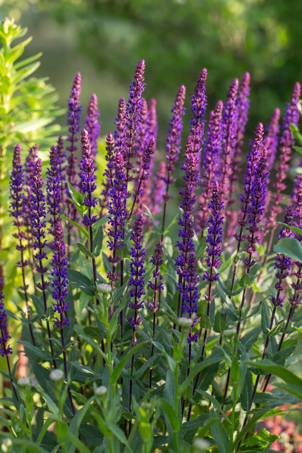 gardening trends 2023 salvia