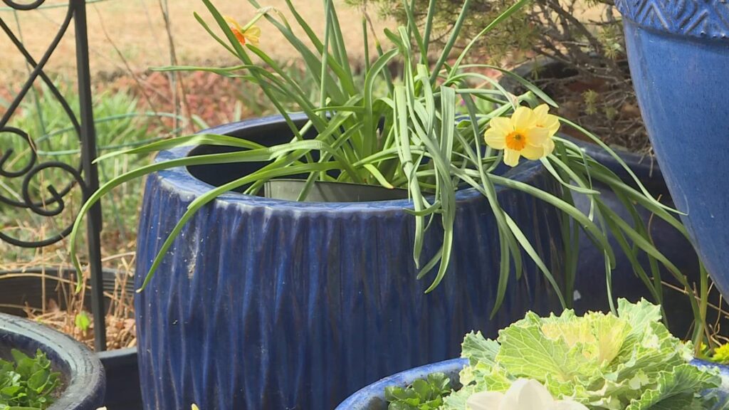 Proctor’s Garden: Tips for picking the right pots for plants Proctor's Garden: Tips for picking the right pots for plants