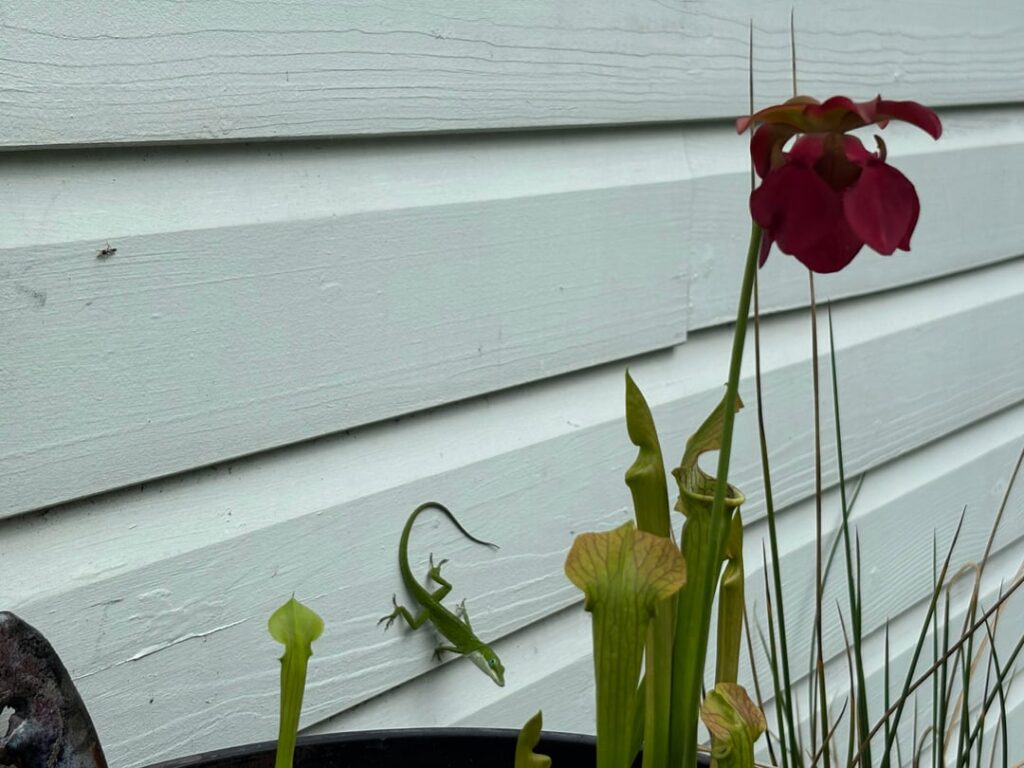 Pitcher plant flower!