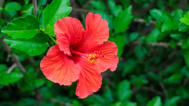 Closeup of a red-orange tropical hibiscus flower