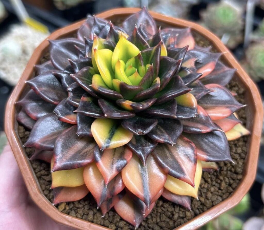 Succulent porn
