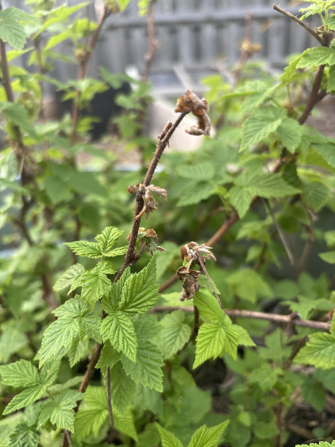 Brown crunchy raspberry tips