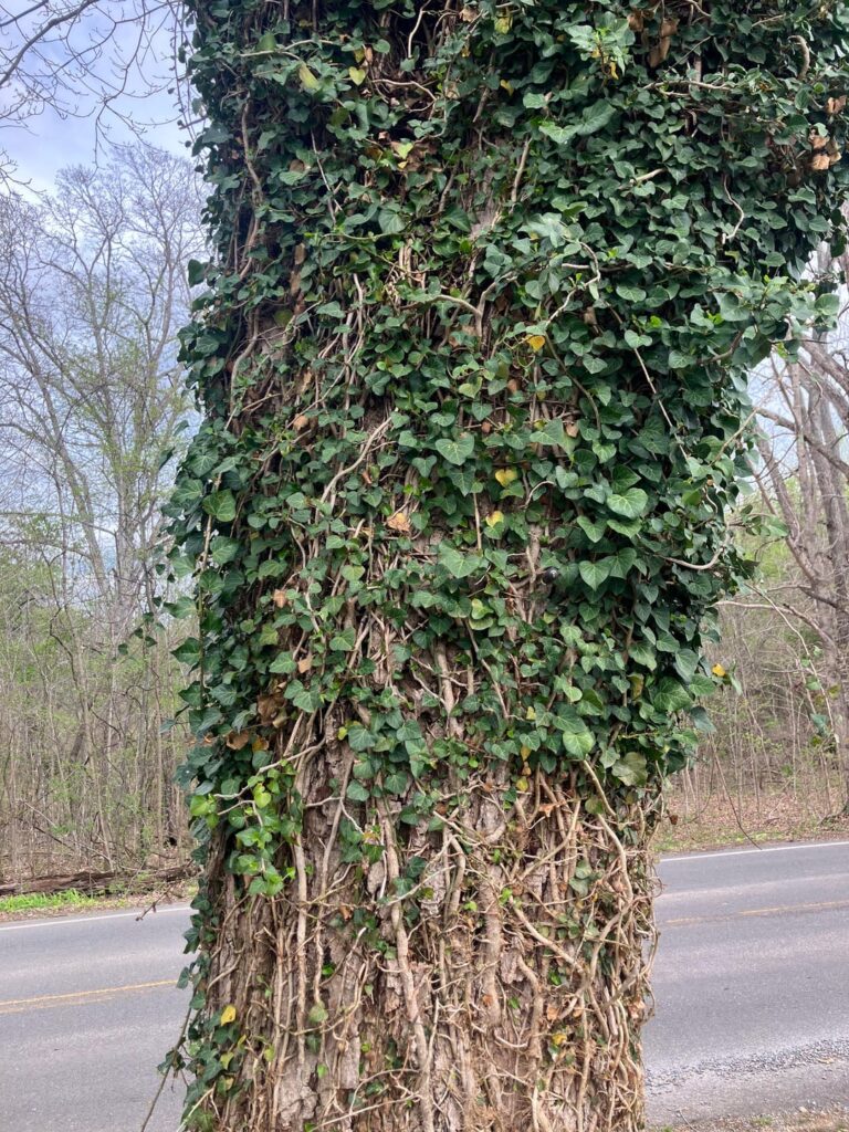 What is this vine and is it hurting this tree?