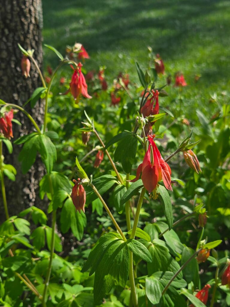 My native columbine