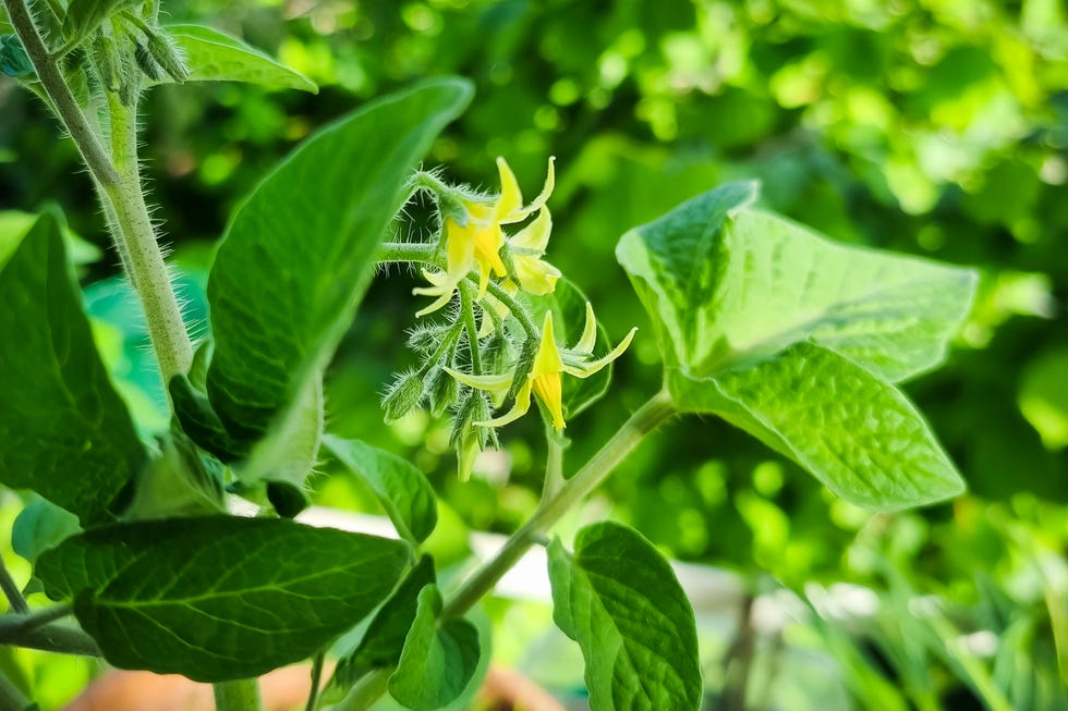 Tomato blossom, macro view, beautiful green nature background are you planting tomatoes too early