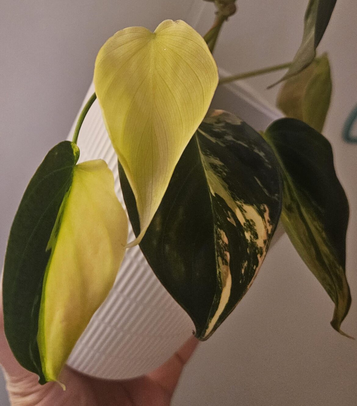 Need help: variegated micans