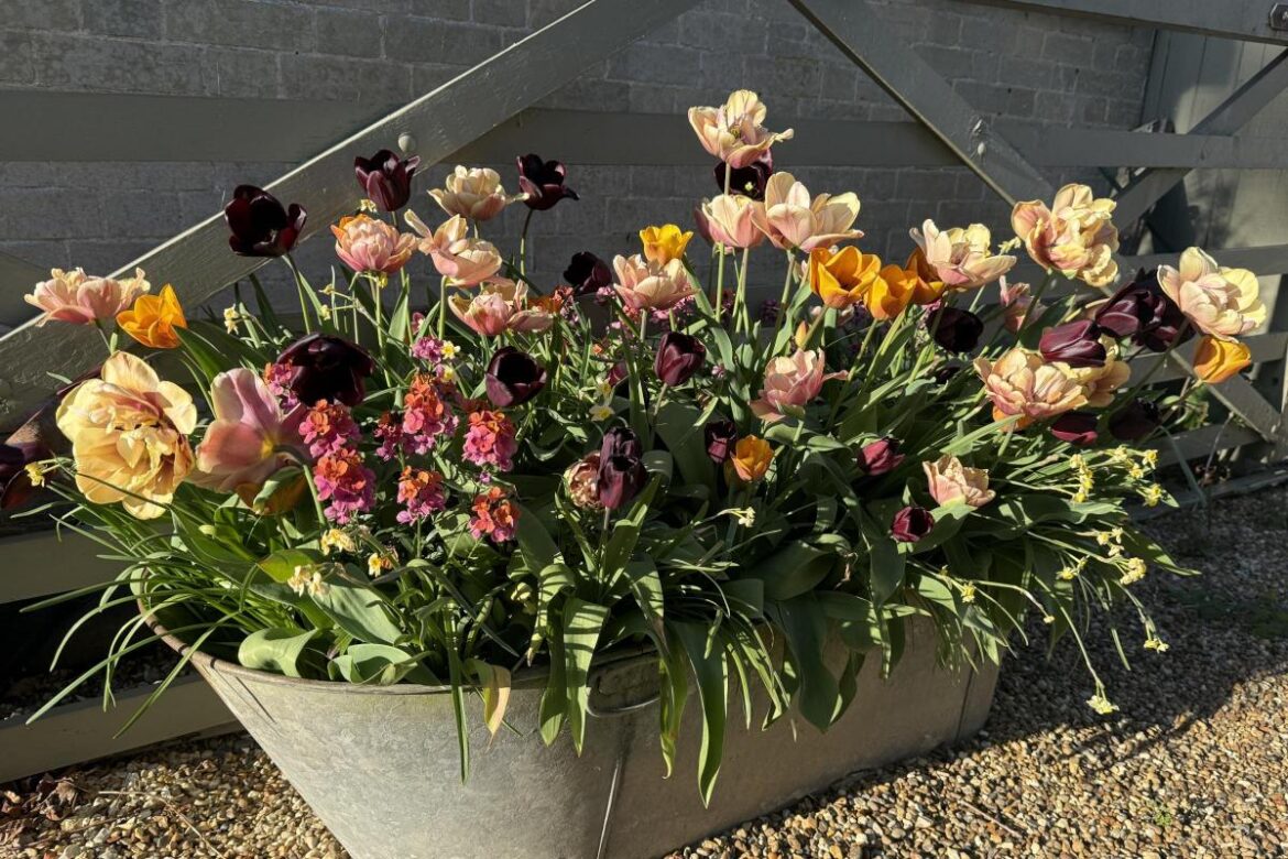 When the warm spring days send the garden racing into full bloom When the warm spring days send the garden racing into full bloom